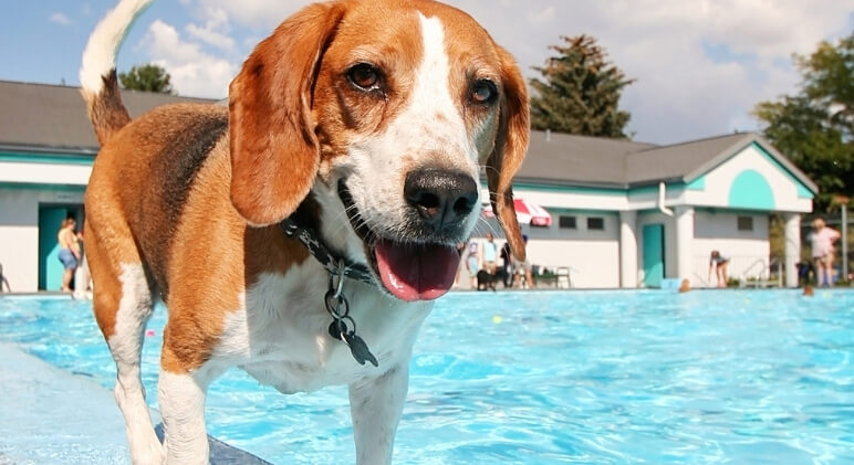 If you are planning on letting your pup take a dip in the pool this summer, check out these 6 tips to keep your dog safe in the water!