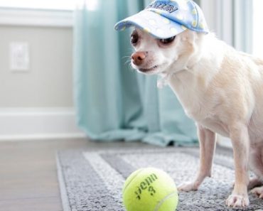 Tennis balls are one of the most loved dog toys of all time. Just one throw and dogs immediately run after it with pure joy. But are they safe? Find out!