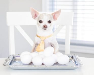 Jam-packed with protein, eggs are an easy-to-make morning meal that quickly fills up our tummies and leaves us fueled. But can dogs eat eggs too? Find out!