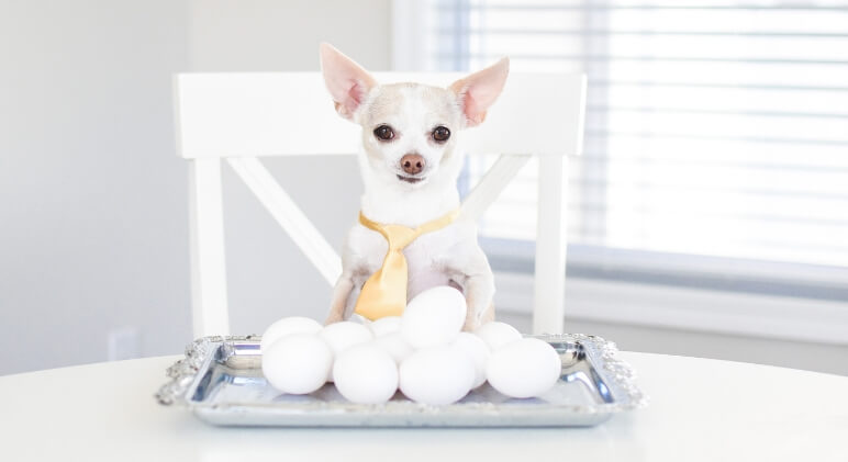 Jam-packed with protein, eggs are an easy-to-make morning meal that quickly fills up our tummies and leaves us fueled. But can dogs eat eggs too? Find out!