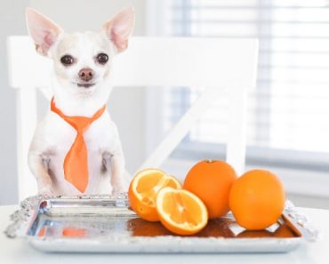 Sweet yet tangy, juicy, and refreshing -- it's easy to understand why oranges are so popular. While most people love them, can dogs eat oranges? Find out!