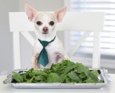 Does spinach usually earn a spot on your grocery list? If so, you may have questioned: Can my dogs eat spinach too? Find out!