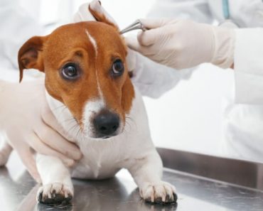 Ear Mites In Dogs: What Pet Parents Should Know
