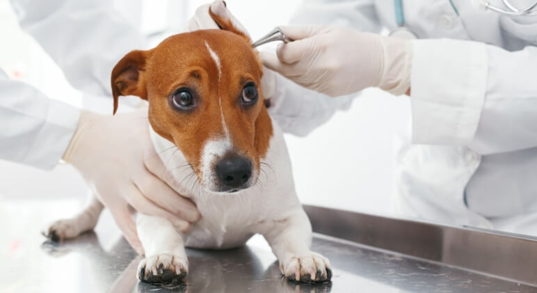 Ear Mites In Dogs: What Pet Parents Should Know