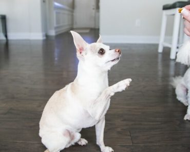 Have you ever wondered: How many treats can I give my dog? In this post, we take a look at the traditional recommendations. Plus, I offer practical advice.