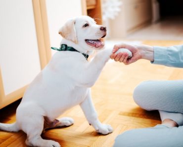 Welcoming a new puppy into your home? The first 24 hours can be "ruff". Here is our best advice to help you survive the upcoming challenges thrown your way!