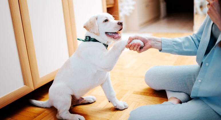 Welcoming a new puppy into your home? The first 24 hours can be "ruff". Here is our best advice to help you survive the upcoming challenges thrown your way!
