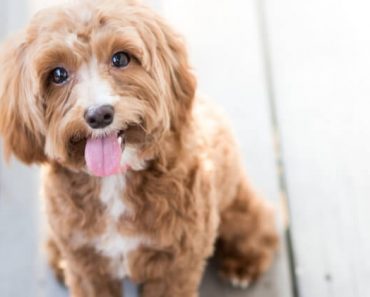 So you're getting a puppy - CONGRATS! Before you hop in the car to pick up your new fur baby, check out our new puppy checklist filled with essential!