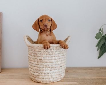 Welcoming a puppy into your home is always exciting. Make sure they're in a safe environment by following these simple tips to puppy proof your home.