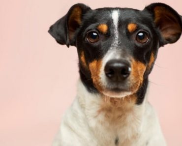 Would you know what to do if your dog started choking? Find out the warning signs of a foreign object blocking your dog's airway. Plus, what to do.