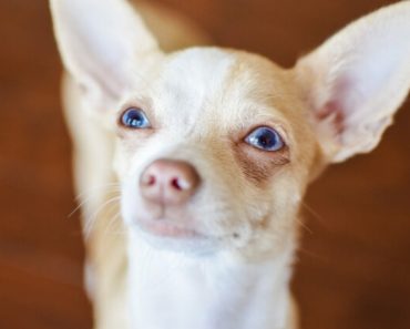 Along with moving your dog's body, there's another type of exercise our pups need. It's called mental stimulation! Find out what it is & why it's essential!