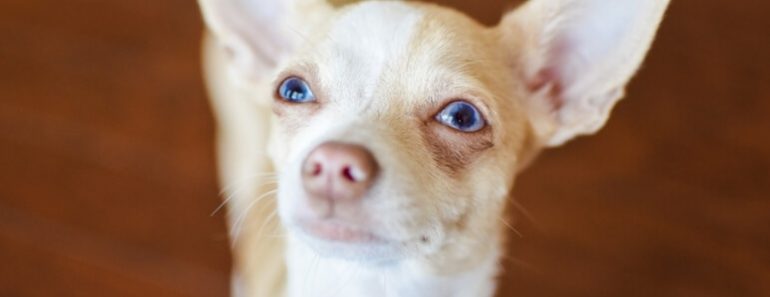 Along with moving your dog's body, there's another type of exercise our pups need. It's called mental stimulation! Find out what it is & why it's essential!