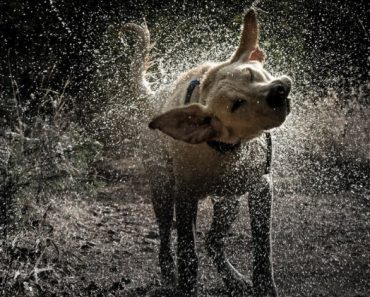 Sometimes it's really clear why dogs shake their bodies. Other times, not so much. Read on to find out the top five reasons dogs shake their whole bodies.