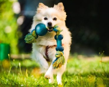 Does your dog take his toys and shake them from side-to-side in his mouth? What about when you play tug-of-war? Does he do it then too? Find out why!