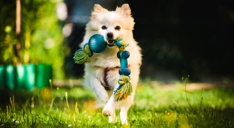 Does your dog take his toys and shake them from side-to-side in his mouth? What about when you play tug-of-war? Does he do it then too? Find out why!