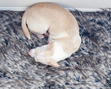 Why do dogs walk around in circles and scratch the surface beneath them before lying down to rest? Find out the top 3 theories!