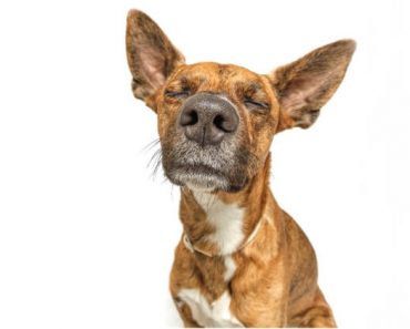 "Why does my dog stink?" If you notice a stench coming from your canine companion then it's important to figure out what it is. See 6 common reasons.