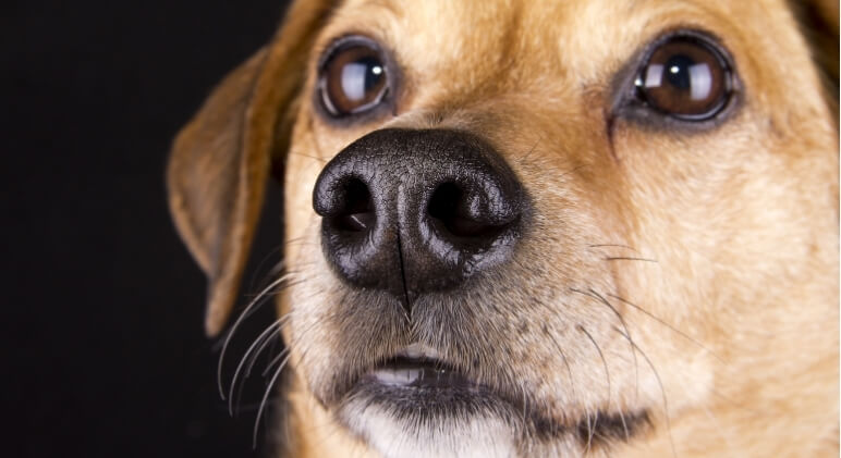 There are several reasons why a dog's nose is wet or dry. Find out the main causes of a moist nose. Plus, why some dogs experience dryness and cracking.