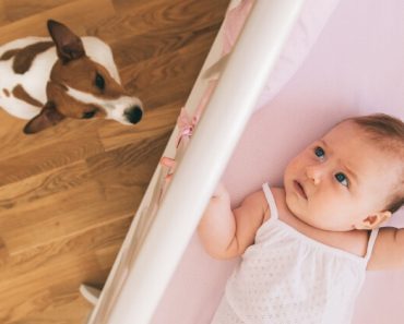 You're already a great dog mom - now you're expanding your family once again. Read on as a dog trainer shares tips for preparing your dog for the new baby.