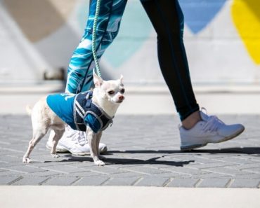 Dogs are amusing creates, to say the least! Read on to discover the motives behind 12 common dog behaviors.