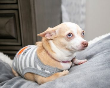 Using CBD for dog anxiety works on both the body and the brain to promote an overall sense of calm and well being.