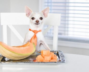 Cantaloupe is a popular summer melon that many people love. But what about our canine companions? Can dogs eat cantaloupe too? Find out!