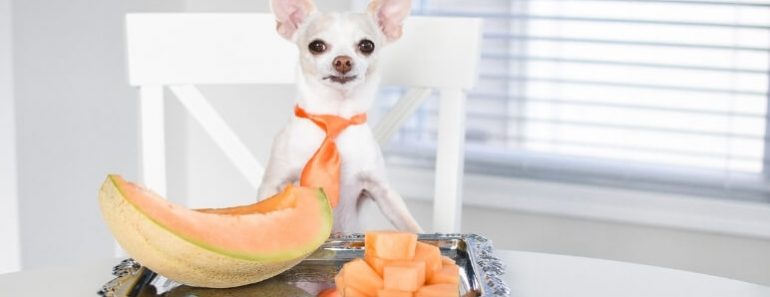 Cantaloupe is a popular summer melon that many people love. But what about our canine companions? Can dogs eat cantaloupe too? Find out!