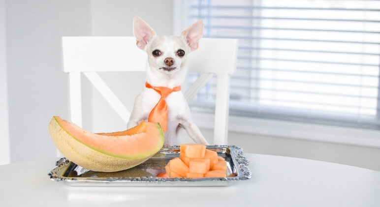 Cantaloupe is a popular summer melon that many people love. But what about our canine companions? Can dogs eat cantaloupe too? Find out!
