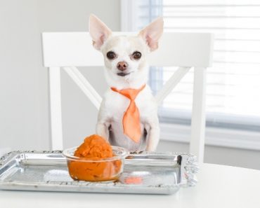 While we may love indulging in festive flavored goodies, can dogs eat pumpkin? Short answer: Yes, when served correctly!