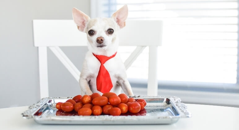 Can Dogs Eat Cherry Tomatoes 