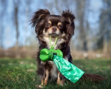 Since your dog's poop offers a window into their overall health and wellbeing, it's essential to know what's normal and if something is off.