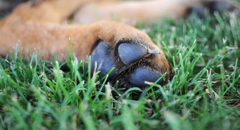 Do Dogs Sweat? Find Out! - Proud Dog Mom