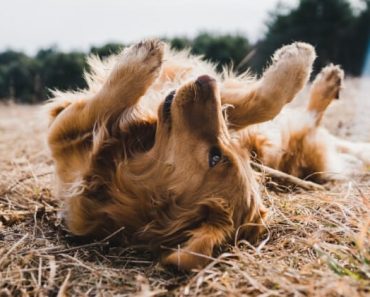 Dogs may not speak our language, but they're great communicators. Read on as we de-code popular dog body language.