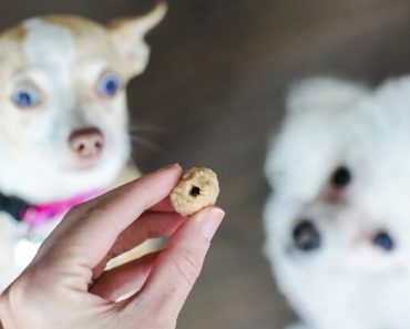 If you struggle to give your dog his medicine then I've got some good news. These pill pockets make pill time simple. Get the easy recipe!