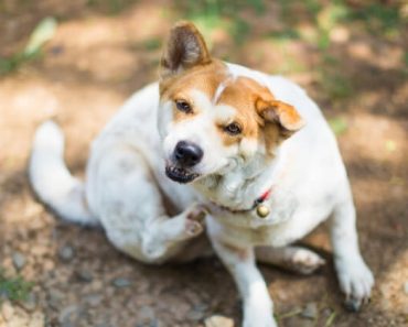DIY Dog Puzzle Enrichment, Best 20+ Dog Puzzles ideas on Pinterest, Dog  treat