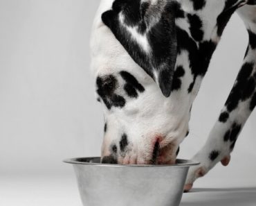 Sunshine Mills, Inc. is voluntarily recalling some of its Nature’s Menu® Super Premium Dog Food due to possible Salmonella contamination.