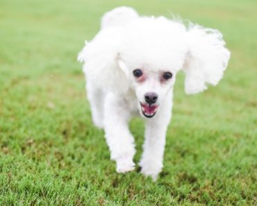 Zoomies - technically called Frenetic Random Activity Periods - are a sudden energy burst your dog simply can’t contain. Find out more!