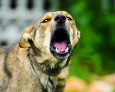 Rabies is a devastating viral disease that affects the central nervous system of all mammals, including dogs, cats, and people.
