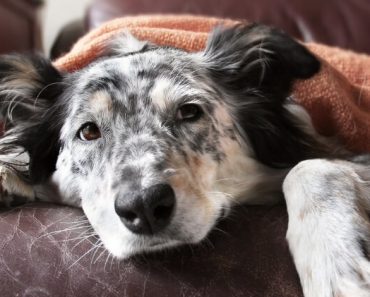 Canine distemper is a very contagious - and potentially deadly - viral disease. The scariest part: There’s no cure.