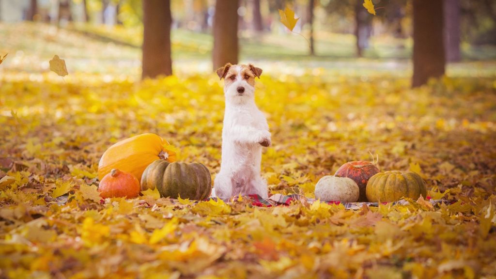 As you plan your seasonal activities, don't forget to include Fido! Read on for 11 fun fall activities you can enjoy with your dog.