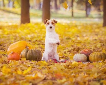 As you plan your seasonal activities, don't forget to include Fido! Read on for 11 fun fall activities you can enjoy with your dog.
