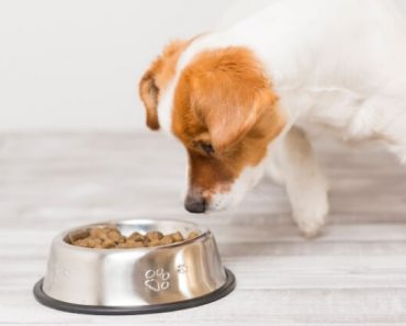 Sunshine Mills, Inc. is recalling 3 different dry dog foods because they may contain high levels of aflatoxin. Get the details.