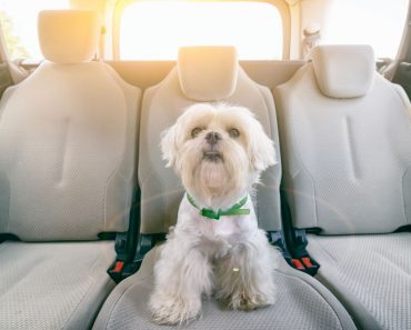 Does your dog suffer from car sickness? Read on to find out the common causes, top stymptoms, and tips to curb that queasy tummy.