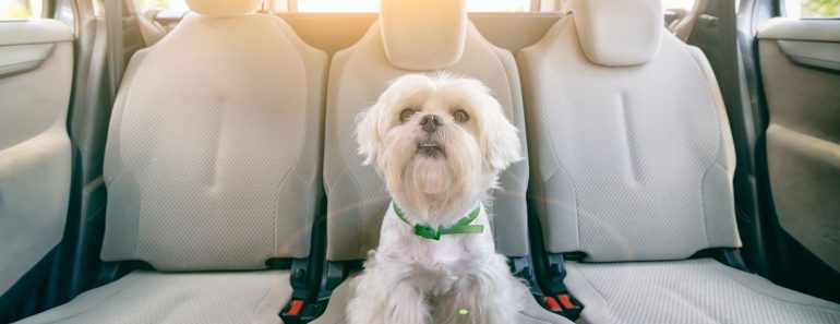 Does your dog suffer from car sickness? Read on to find out the common causes, top stymptoms, and tips to curb that queasy tummy.