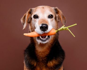 If you are going to spoil your fur baby with human foods, it’s important to know which ones dogs can eat (and which ones they can’t)!