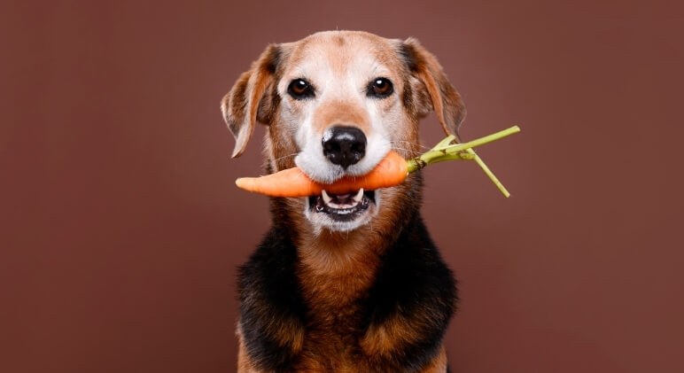 Can My Dog Eat This? A List of Human Foods Dogs Can and Can't Eat