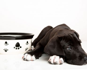 Does your dog turn his snout up at his dinner? Find out why your dog may be a picky eater and what you can do about it!