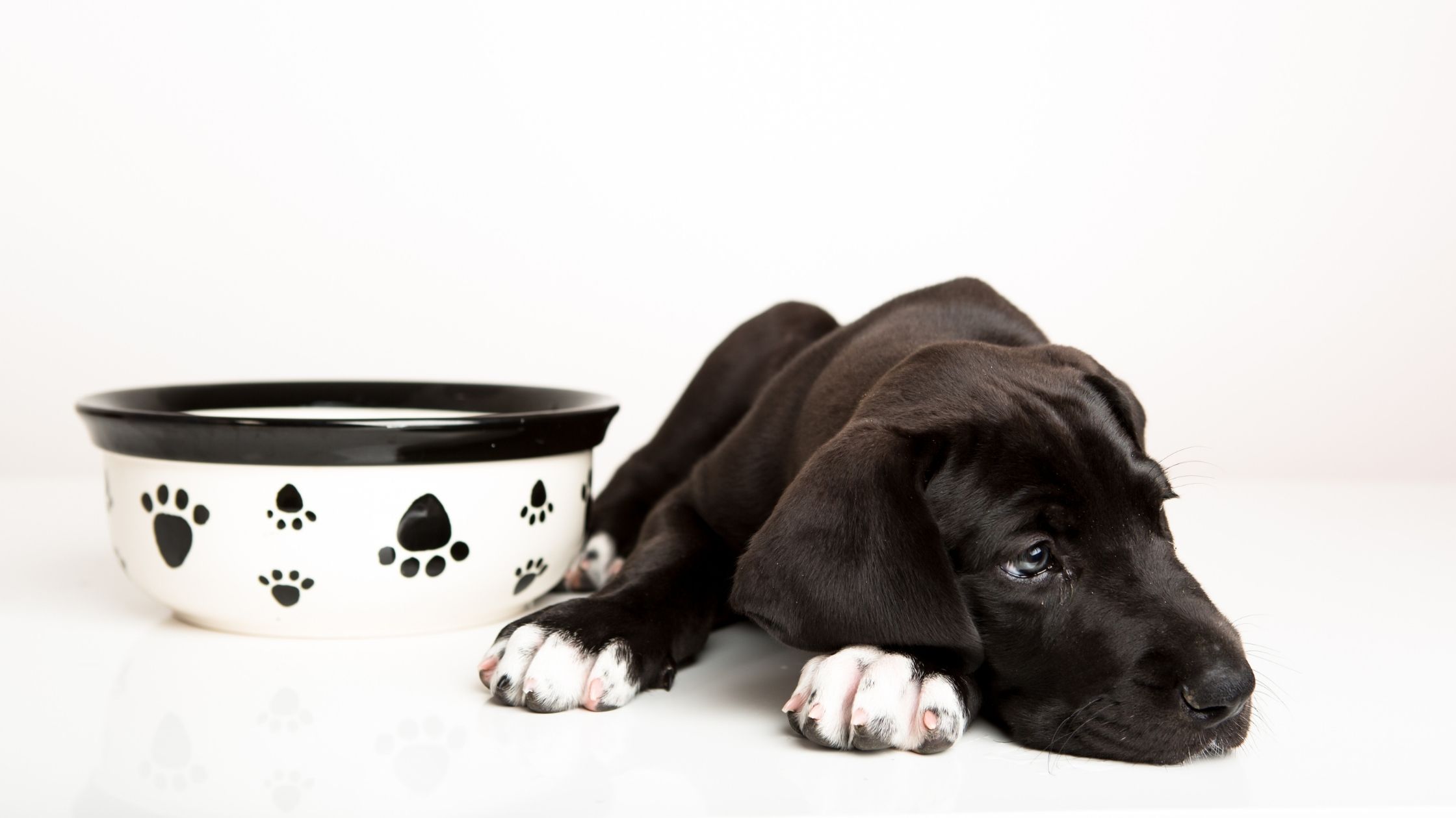 Does your dog turn his snout up at his dinner? Find out why your dog may be a picky eater and what you can do about it!