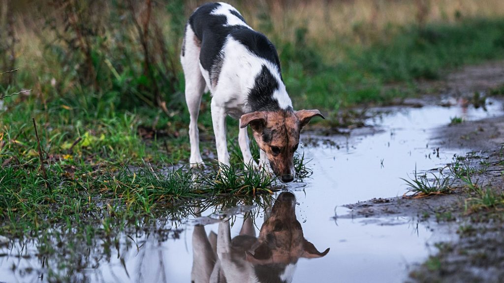 When dogs see puddles, they're often tempted to walk over to it, stick their tongue out, and take a little lick. Find out the hidden hazard.
