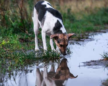 When dogs see puddles, they're often tempted to walk over to it, stick their tongue out, and take a little lick. Find out the hidden hazard.